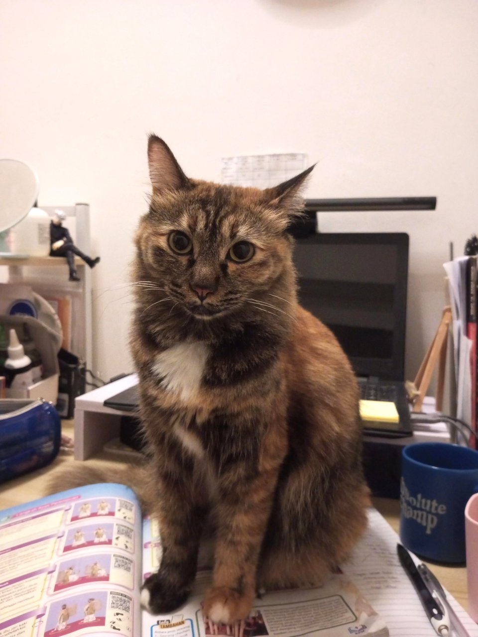 Rilly - Tortoiseshell + Domestic Long Hair Cat