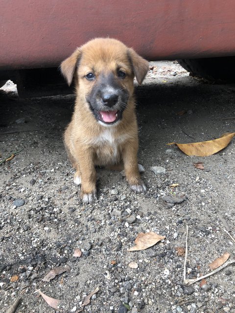 Puppy 20  - Mixed Breed Dog