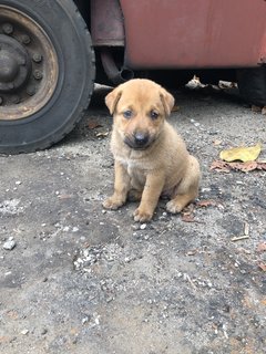 Puppy 20  - Mixed Breed Dog