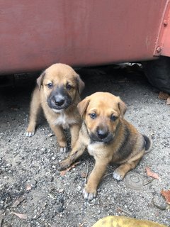 Puppy 20  - Mixed Breed Dog