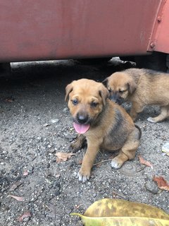 Puppy 20  - Mixed Breed Dog