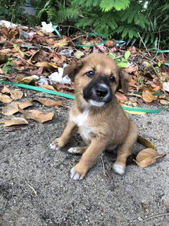 Puppy 20  - Mixed Breed Dog