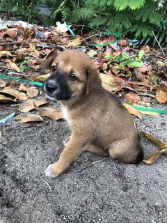 Puppy 20  - Mixed Breed Dog