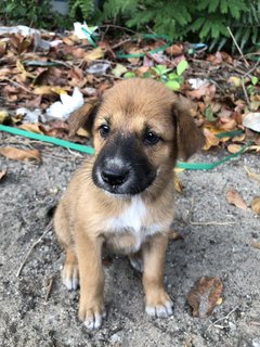 Puppy 20  - Mixed Breed Dog