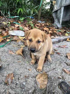 Puppy 20  - Mixed Breed Dog