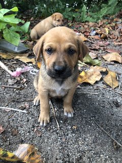 Puppy 20  - Mixed Breed Dog