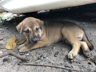 Puppy 20  - Mixed Breed Dog