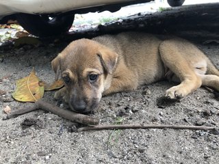 Puppy 20  - Mixed Breed Dog