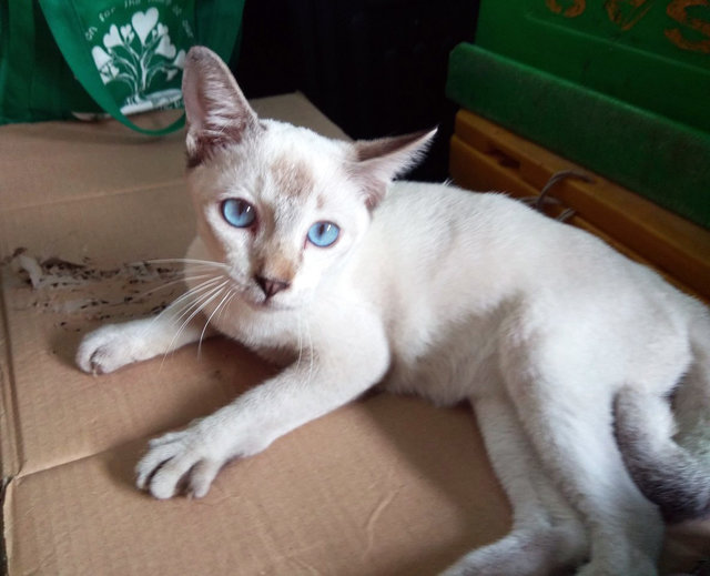 Blue-y - Domestic Short Hair Cat