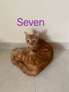 Seven - Domestic Short Hair Cat