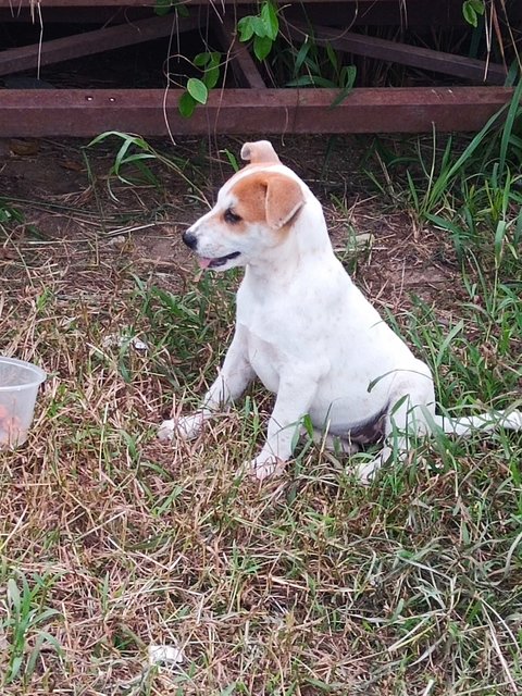 Belle Girl - Mixed Breed Dog