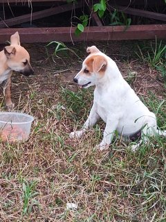 Belle Girl - Mixed Breed Dog