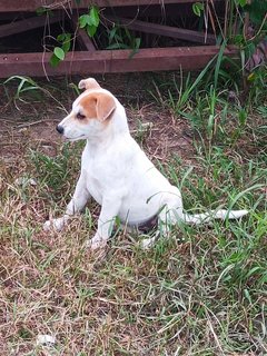 Belle Girl - Mixed Breed Dog