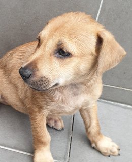 Dior Adopted  - Mixed Breed Dog