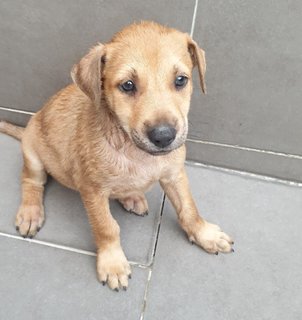 Dior Adopted  - Mixed Breed Dog