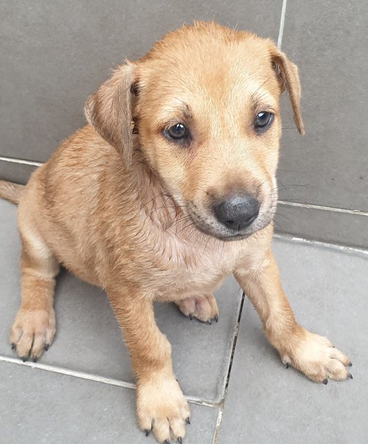 Dior Adopted  - Mixed Breed Dog