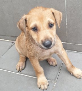 Dior Adopted  - Mixed Breed Dog