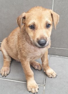 Dior Adopted  - Mixed Breed Dog