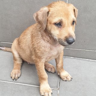 Dior Adopted  - Mixed Breed Dog