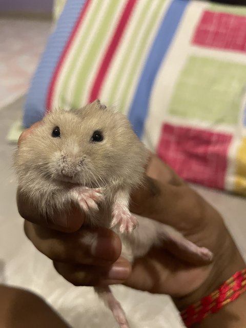 Hanie - Roborovsky's Hamster Hamster