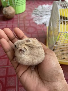 Hanie - Roborovsky's Hamster Hamster