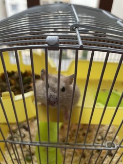 Hanie - Roborovsky's Hamster Hamster