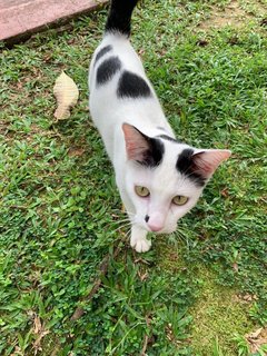 Tom - Domestic Short Hair Cat