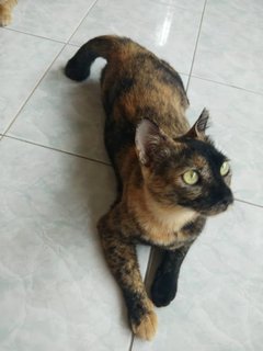 Thin Girl - Domestic Short Hair Cat