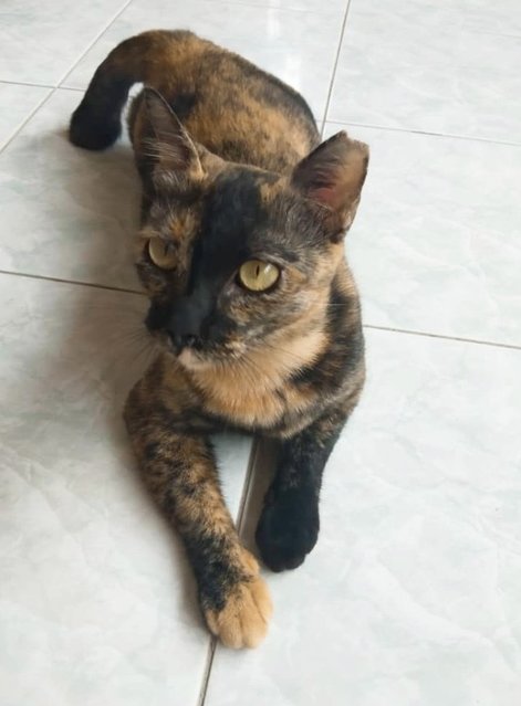 Thin Girl - Domestic Short Hair Cat