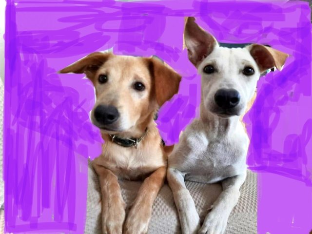 Mylo Boi &amp; Libby Gurl - Mixed Breed Dog