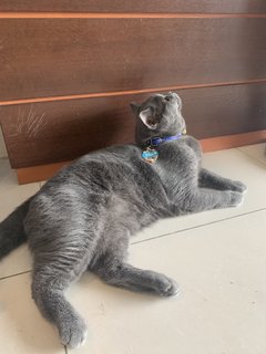 Blue - British Shorthair Cat