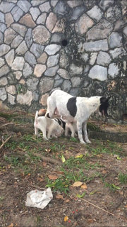 1 Cute Male Puppy For Adoption - Mixed Breed Dog