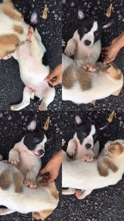 1 Cute Male Puppy For Adoption - Mixed Breed Dog