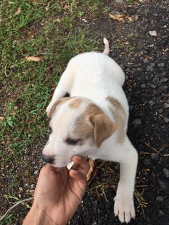 1 Cute Male Puppy For Adoption - Mixed Breed Dog