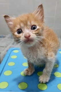 Garfield - Domestic Short Hair Cat