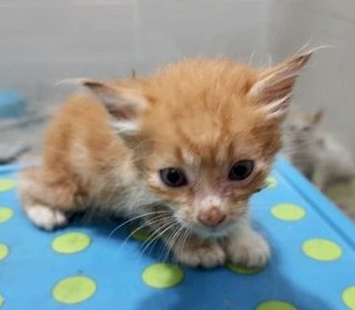 Garfield - Domestic Short Hair Cat