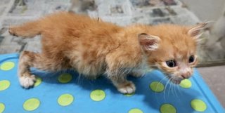 Garfield - Domestic Short Hair Cat