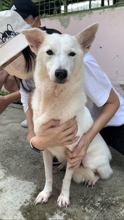 Beauty  - Mixed Breed Dog