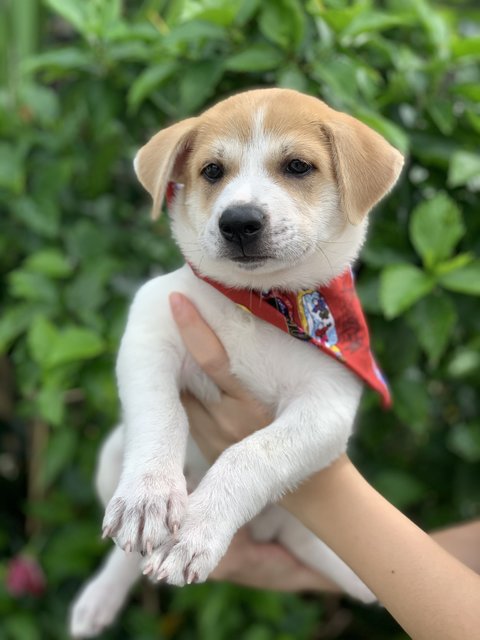 Sleepyhead  - Mixed Breed Dog