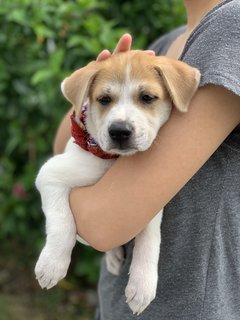 Sleepyhead  - Mixed Breed Dog