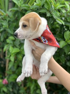 Sleepyhead  - Mixed Breed Dog