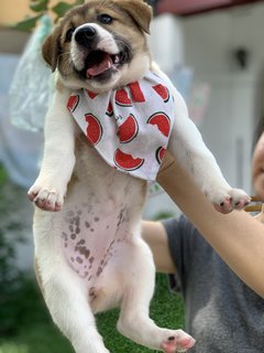 Pao Babi - Mixed Breed Dog