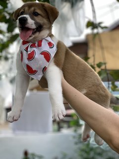 Pao Babi - Mixed Breed Dog