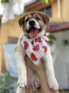 Pao Babi - Mixed Breed Dog