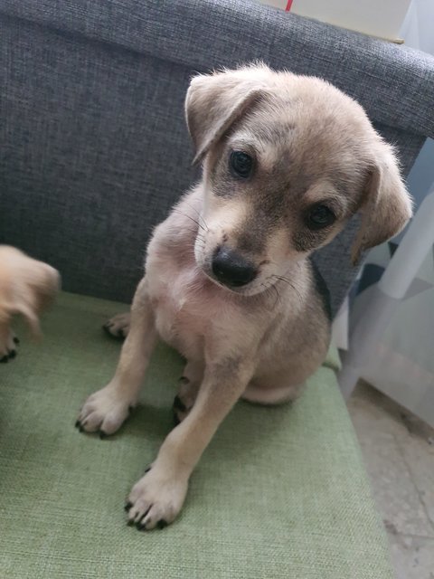 Milo/vico - Mixed Breed Dog