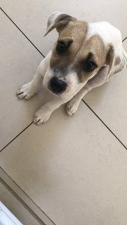 Almond - Mixed Breed Dog