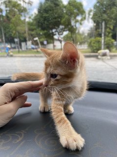 Benji  - Domestic Short Hair Cat