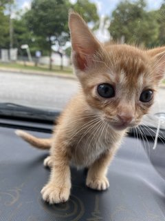 Benji  - Domestic Short Hair Cat