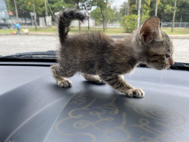 Ferrari - Domestic Short Hair Cat