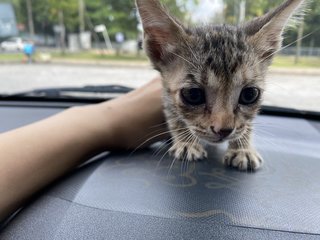 Ferrari - Domestic Short Hair Cat